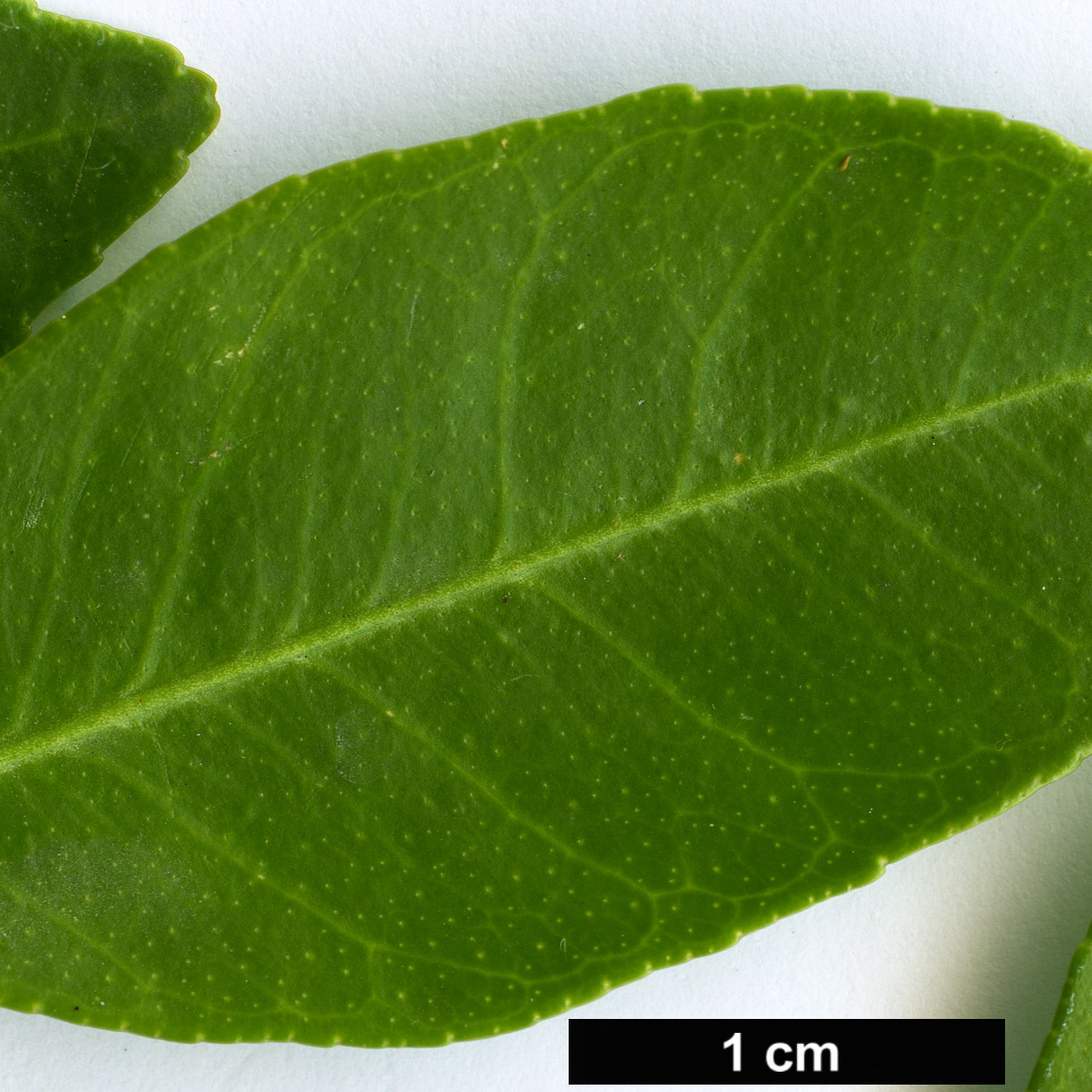 High resolution image: Family: Rutaceae - Genus: Citrus - Taxon: australasica